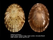 Helcion pruinosus